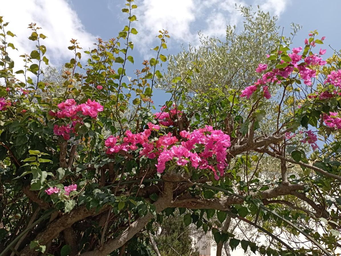 Domus Garden Bed & Breakfast ออลเบีย ภายนอก รูปภาพ